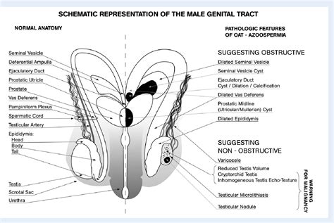 The Captivating Mysteries of the Male Genitalia